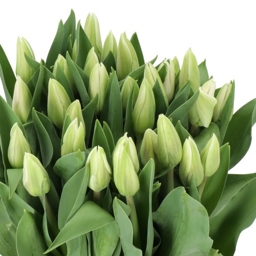 TULIPS FREEWHEELER