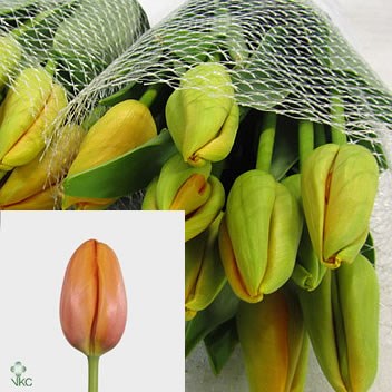 TULIPS - FRENCH AVIGNON