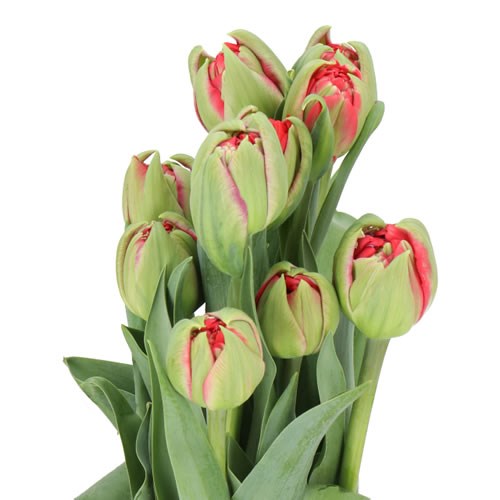 TULIPS - FRENCH BALLGAME