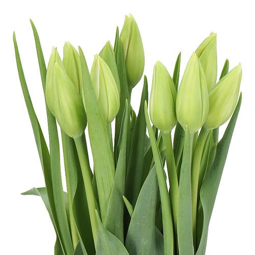 TULIPS - FRENCH BIANCA