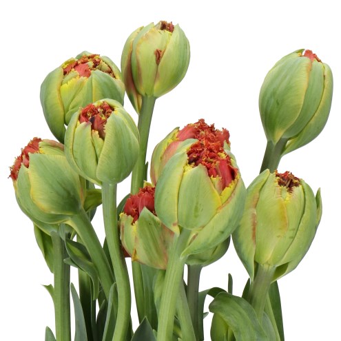 TULIPS - FRENCH BRUNO