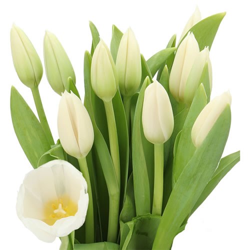 TULIPS - FRENCH CHANTILLY