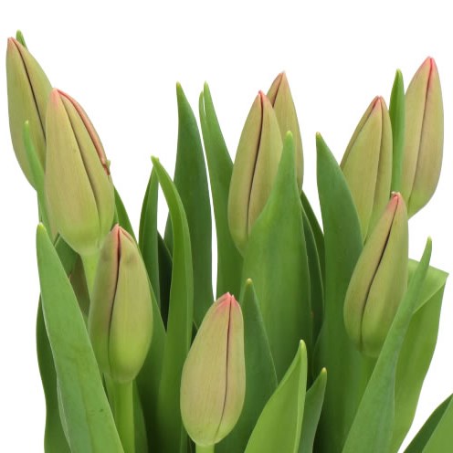 TULIPS - FRENCH DALIAN