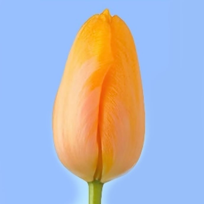 TULIPS - FRENCH DORDOGNE