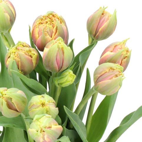 TULIPS - FRENCH HAWAIAN SUNSET