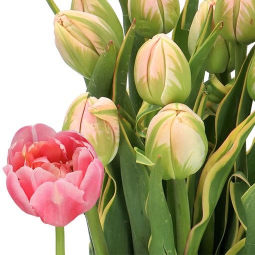 TULIPS -  FRENCH DOUBLE SWAROVSKI UNIQUE