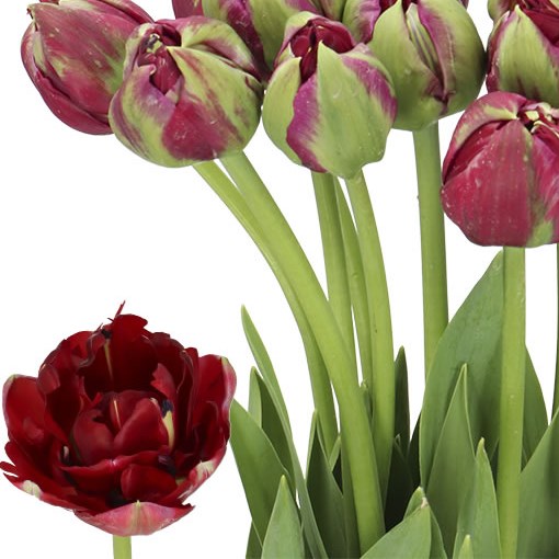 TULIPS - FRENCH EMBLAZON