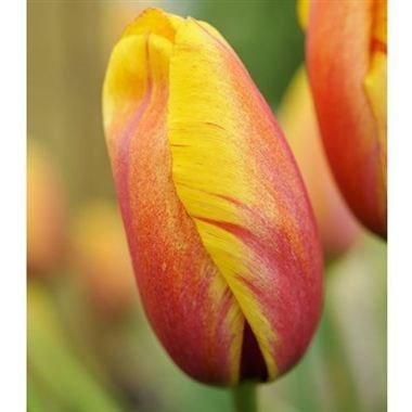 TULIPS - FRENCH FLAMBOYANT