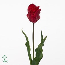 TULIPS - FRENCH GARDEN FIRE