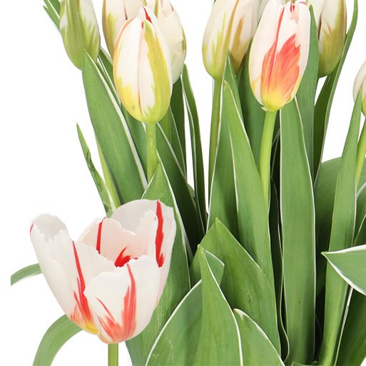 TULIPS - FRENCH HAPPY GENERATION