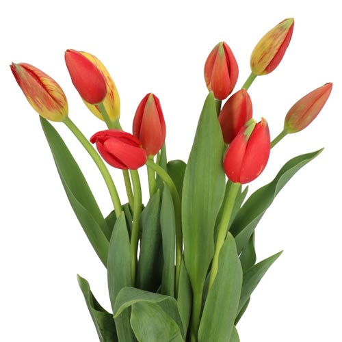 TULIPS -  FRENCH KINGSBLOOD