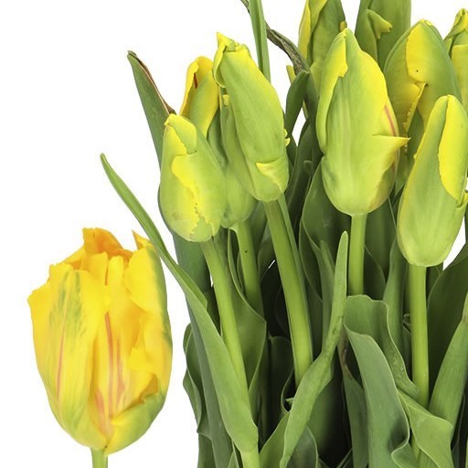 TULIPS - FRENCH LA COURTINE PARROT