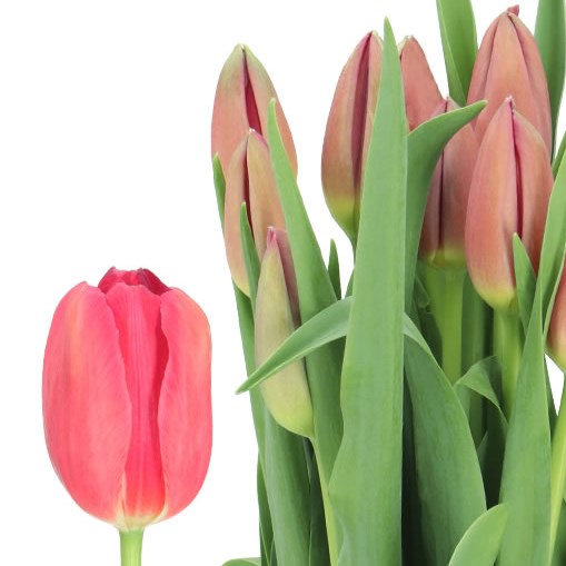 TULIPS - FRENCH LA ROMAINE