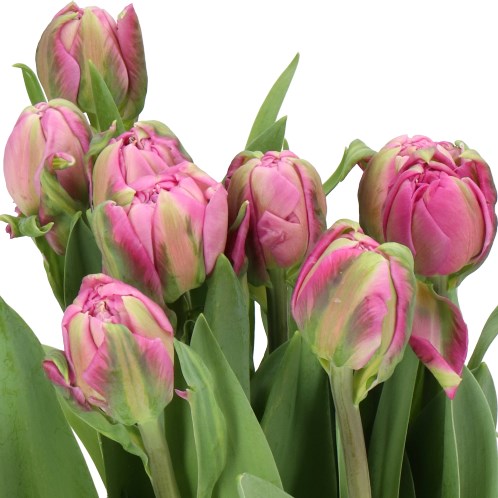 TULIPS - FRENCH LIVORNO