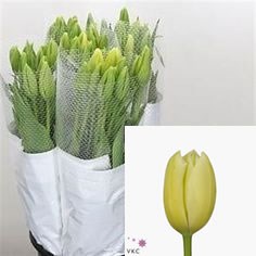 TULIPS - FRENCH MAUREEN