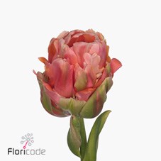 TULIPS - FRENCH MENTON UNIQUE