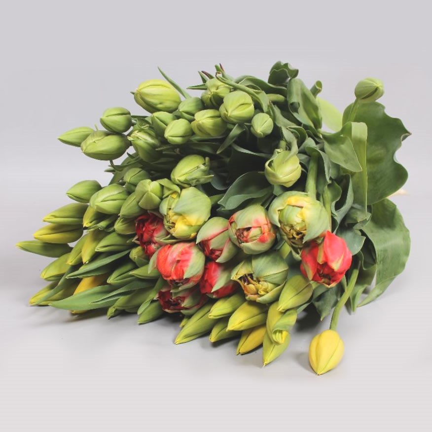 TULIPS FRENCH MIX X120