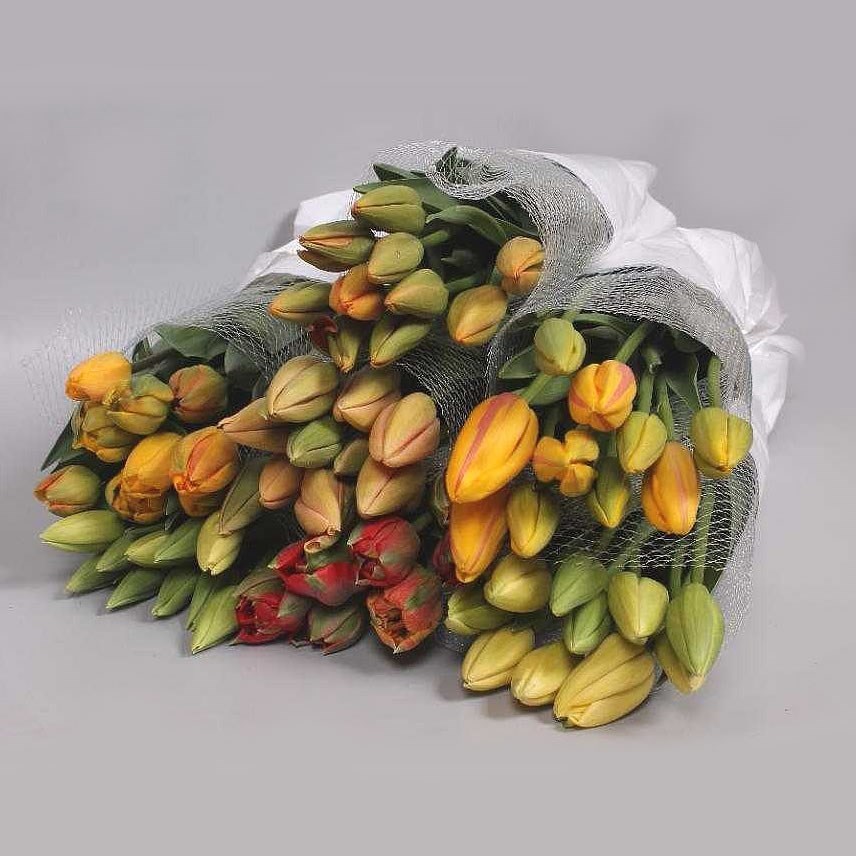 TULIPS - FRENCH MIX X60