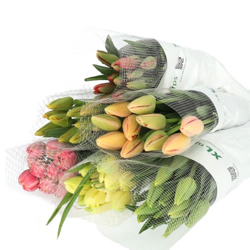TULIPS - FRENCH MIX x 60