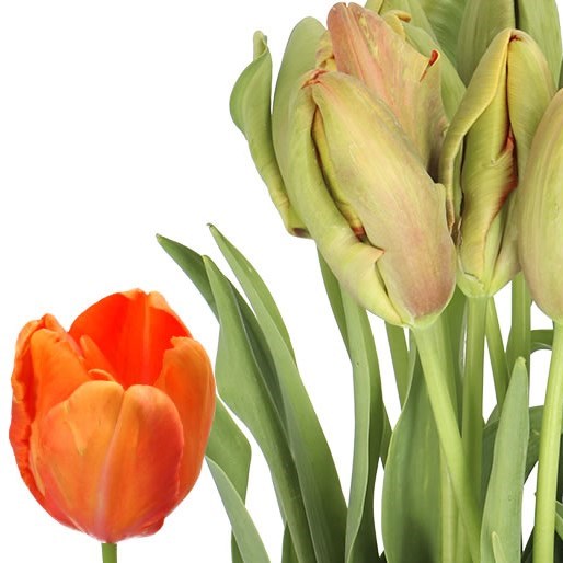 TULIPS - FRENCH PARROT AVIGNON