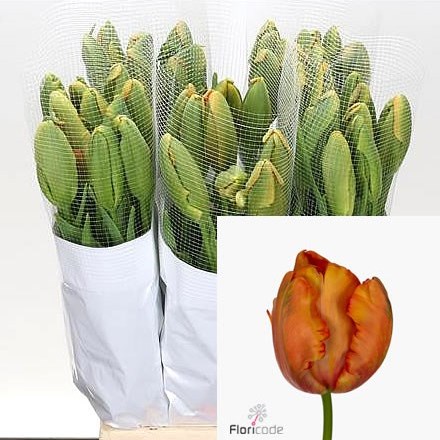 TULIPS - FRENCH PARROT AVIGNON