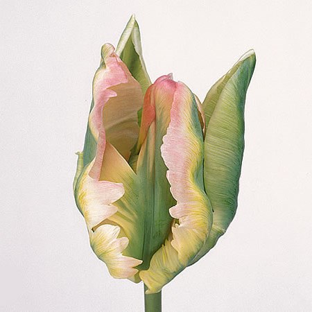 TULIPS - FRENCH PARROT GREEN WAVE
