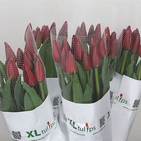 TULIPS - FRENCH RED EARTH