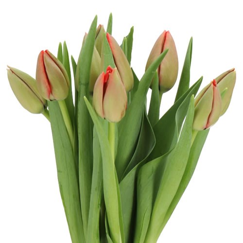 TULIPS - FRENCH RED PRIDE