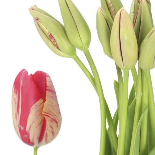 TULIPS - FRENCH RENOWN