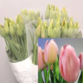 TULIPS - FRENCH RENOWN