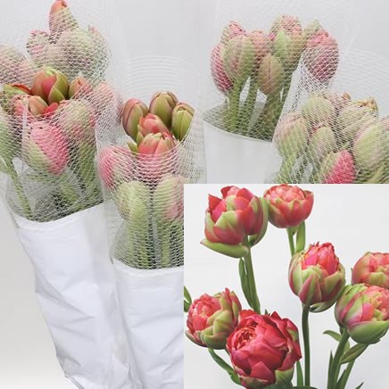 TULIPS - FRENCH RENOWN UNIQUE