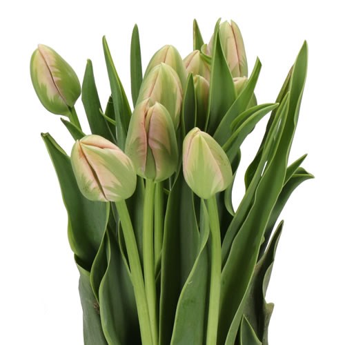 TULIPS -  FRENCH ROSATO