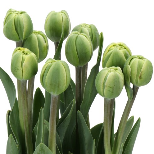 TULIPS - FRENCH SUNRISE