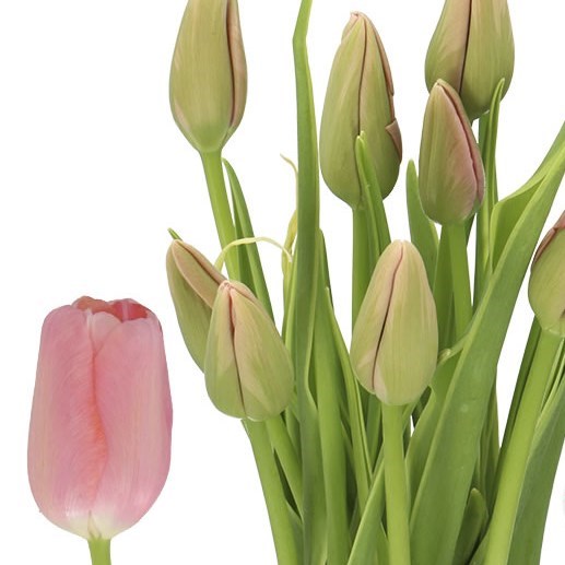 TULIPS - FRENCH SWAROVSKI