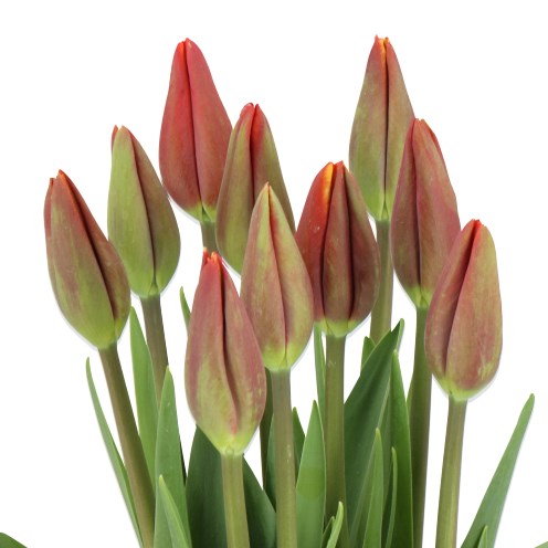 TULIPS - FRENCH TARZAN