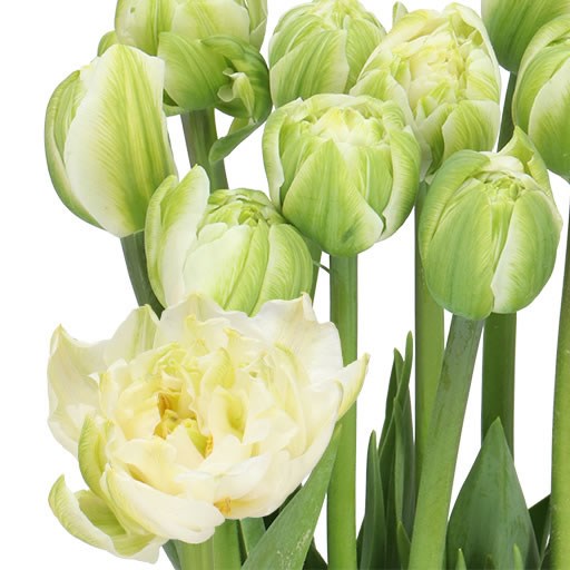 TULIPS - FRENCH WHITE MOUNTAIN