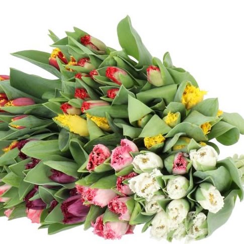 TULIPS FRILLY VALENTINES MIX