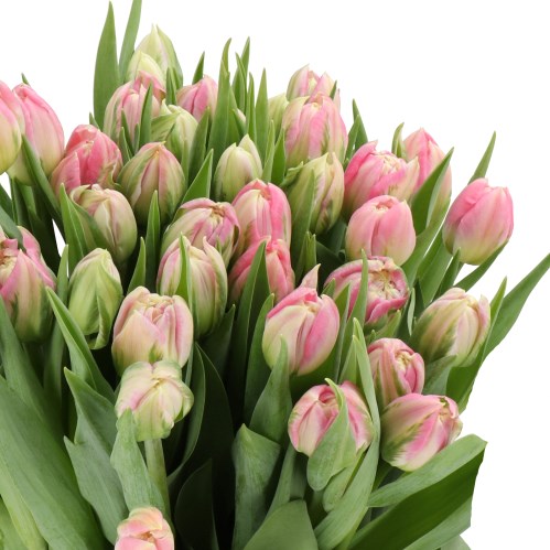 TULIPS FRONTERA