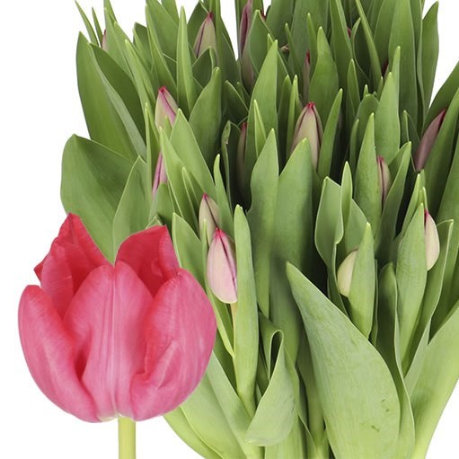 TULIPS FRONTLINE