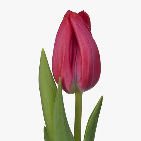 TULIPS FRONTLINE