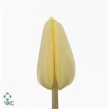 TULIPS FUN FOR TWO