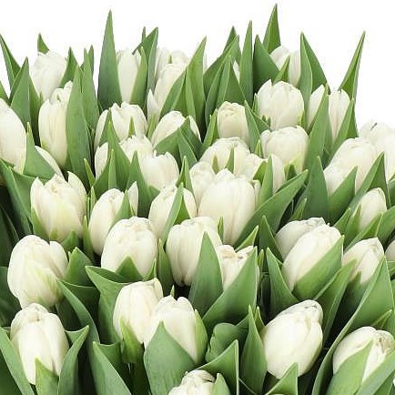 TULIPS GALILEO