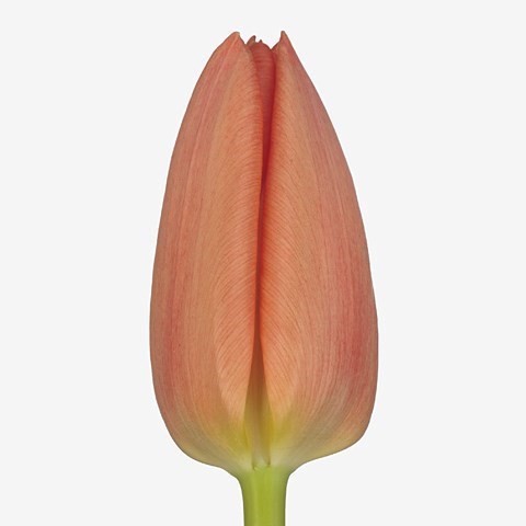 TULIPS GAMBINO