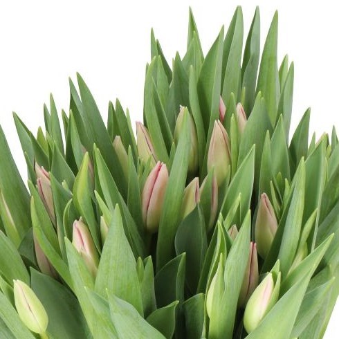 TULIPS GANDERS RHAPSODY