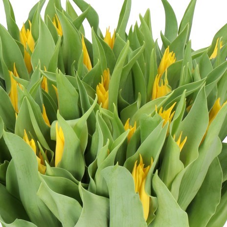 TULIPS GLAMOUR