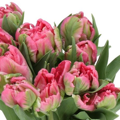TULIPS GLOBE PARROT