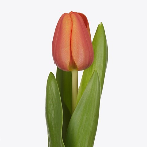 TULIPS GLOSSY ASAHI