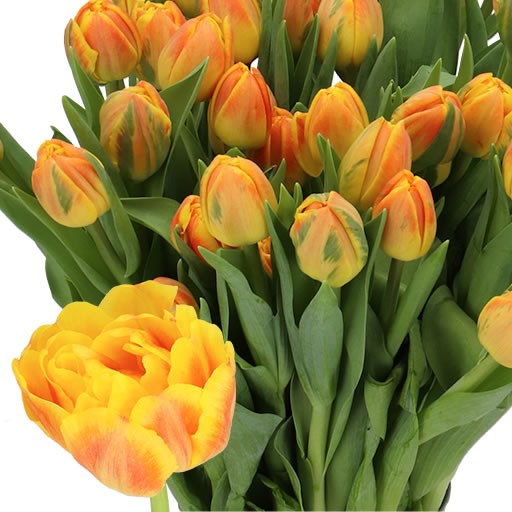 TULIPS GLOWING BALL