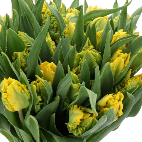 TULIPS GOLD PASSION (PARROT)