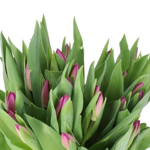 TULIPS GOMERA